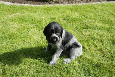 Welpen 20.11.2010