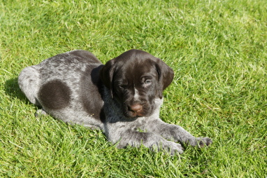Welpen 20.11.2010