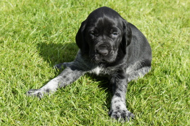 Welpen 20.11.2010